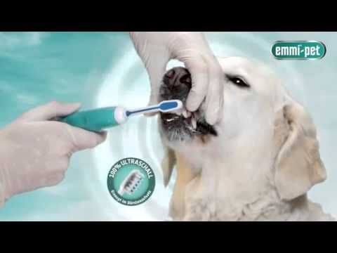 Emmipet Ultrasound system - with no brushing most dogs tolerate it!